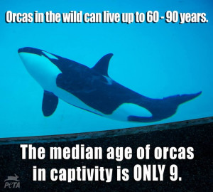... orcas #animals #animalrights #sad #captivity #takeaction #activism #