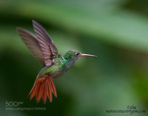 Colorful Hummingbird In Flight Colorful Hummingbird In Flight