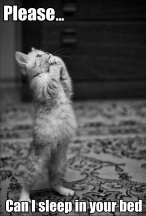 cute cat please can i sleep in your bed