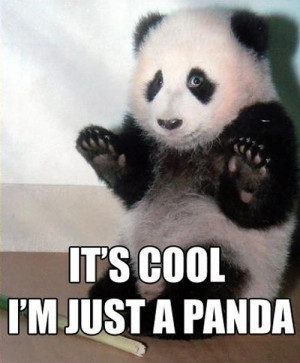 animals, cute, funny, haha, panda