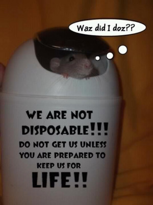 We are not disposable! #rats #rat #ratties #pets