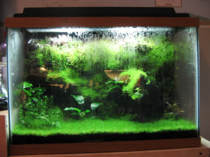 Awesome Fish Tanks Aquariums
