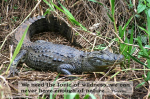 Sayings Quotes Thoreau