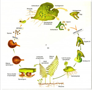 life cycle whisk fern spores