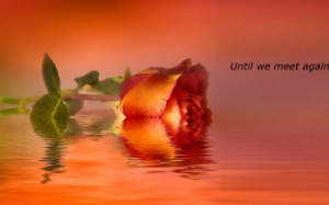 Until - Water, Flower, Orange, Rose, Reflection, Soft, Quote, Nature ...