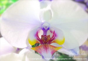 orchid love orchid flower night light