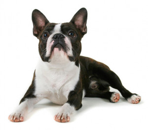 Boston Terrier Pictures Gallery
