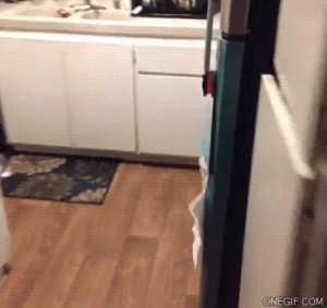 Funny Pictures It’s too damn hot outside. [GIF]