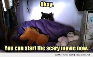 cute cat hiding blanket bed animal lolcat okay start scary movie now ...