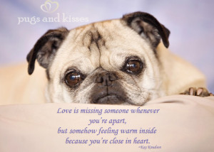 heart a pug loves you pugs love humans and want