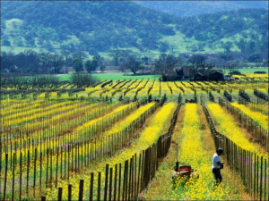 ... in a Vineyard in Early Spring Napa Valley United States of America