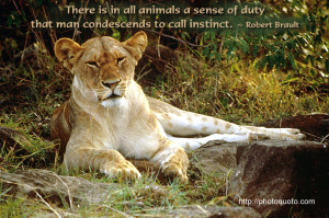 Lion and Lioness Quotes