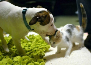 Adorable! Day-Old Pit Bull Puppy Taken in by Stray Cat (PHOTOS)