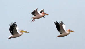 White Pelican