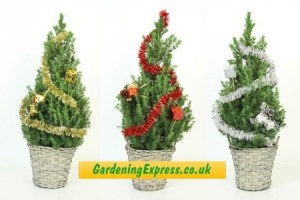 Decorated Real Christmas Trees