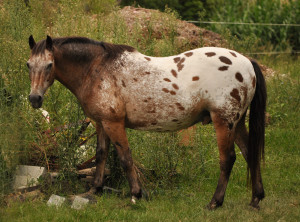 Blanket Appaloosa Stock...