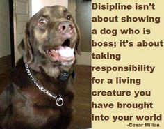 Discipline isn't about showing a dog who is boss; it's about taking ...
