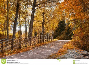 Old wooden roundpole fence by country road surrounded by autumn trees.