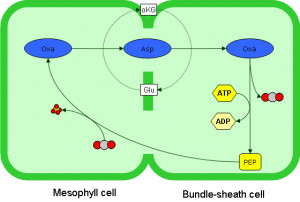 ... of the site you expected please melvin calvin date of calvin cycle