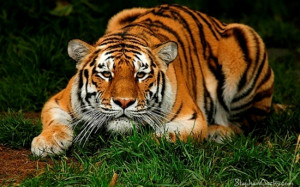 Save the Tigers TIGERS