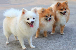 The 10 Smallest Dog Breeds - Dogster