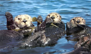 sea otters waving Image