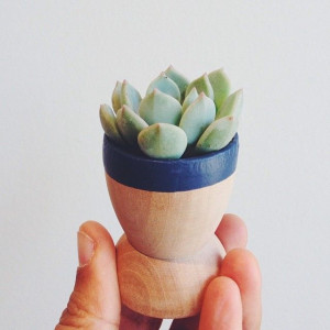Hey cutie! Succulent in an egg-cup-- perfect for easter. | Trendvee