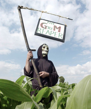 GM foods 'not the answer' to world's food shortage crisis, report says