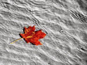 108348d1320613347 nature fall water leaf water jpg