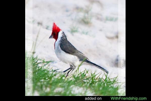 Red crested Cardinal