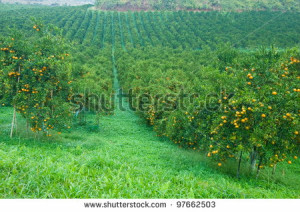 Orange Grove Stock Photos, Illustrations, and Vector Art