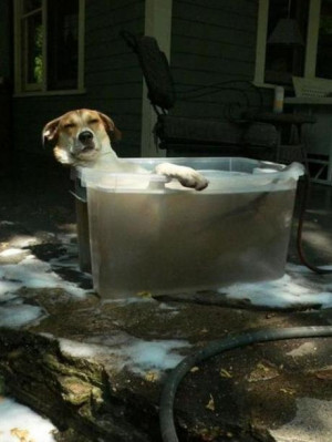 Laid back dog in a bath