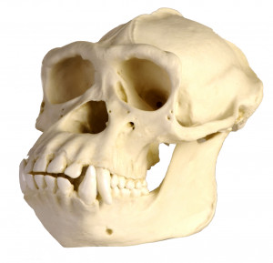 Chimpanzee Skull vs Human Skull