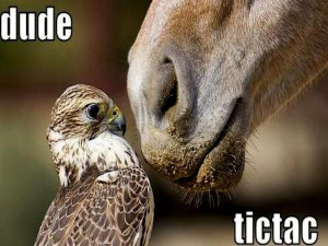 Wednesday Laughs: Horsing Around