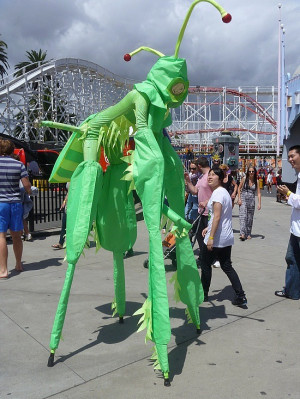 Funny+grasshopper+pictures