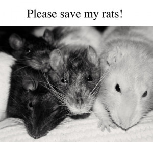 animals sick help pets rats Signal Boost rat