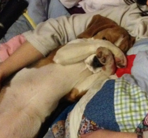 Funny Beagle Pics-imageuploadedbypg-free1367357409.763192.jpg
