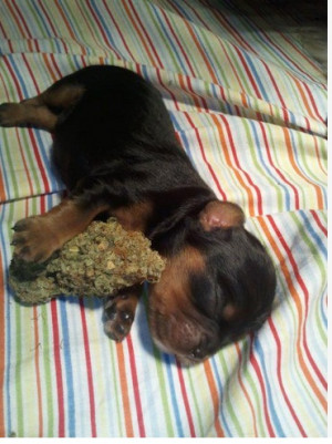 dog cute weed marijuana dank bud nature original aniumals