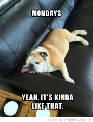 sad tired dog animal lying couch mondays kinda like that funny pics ...