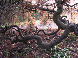 Gnarled Tree Wales