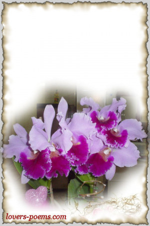 orchid