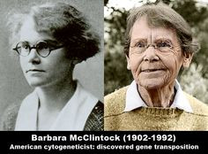 Barbara McClintock genetic scientist, and first woman to win a Nobel ...