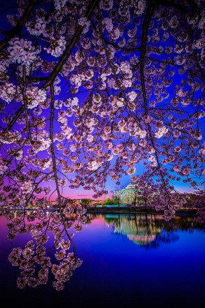Cherry Blossom Dawn, Washington D.C. photo via robin