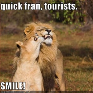 funny-pictures-lions-smile-for-tourists