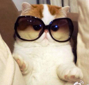 Meet The Cutest Cat Ever: Snoopy The Cat