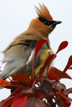 Cedar Waxwing by James Marvin Phelps, via Flickr More