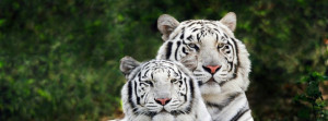 Facebook covers for new Timeline profile covers,white bengal tigers ...