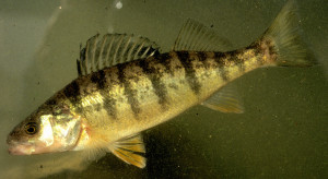 Time stock quotes, business news and company news