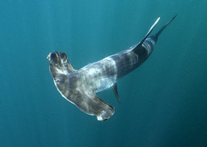 Hammerhead Shark Running picture