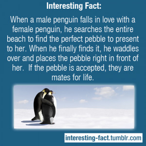 penguin, he searches the entire beach to find the perfect pebble ...